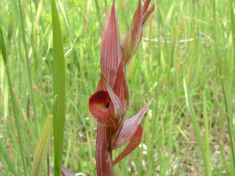 Serapias Vomeracea